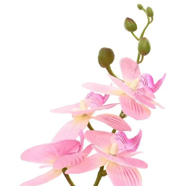 Rožinė dirbtinė orchidėja su detaliais žiedlapiais